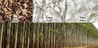 Suzano dự báo tăng trưởng nhu cầu bột giấy toàn cầu lên tới 1,4 triệu tấn/năm